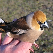 Hawfinch